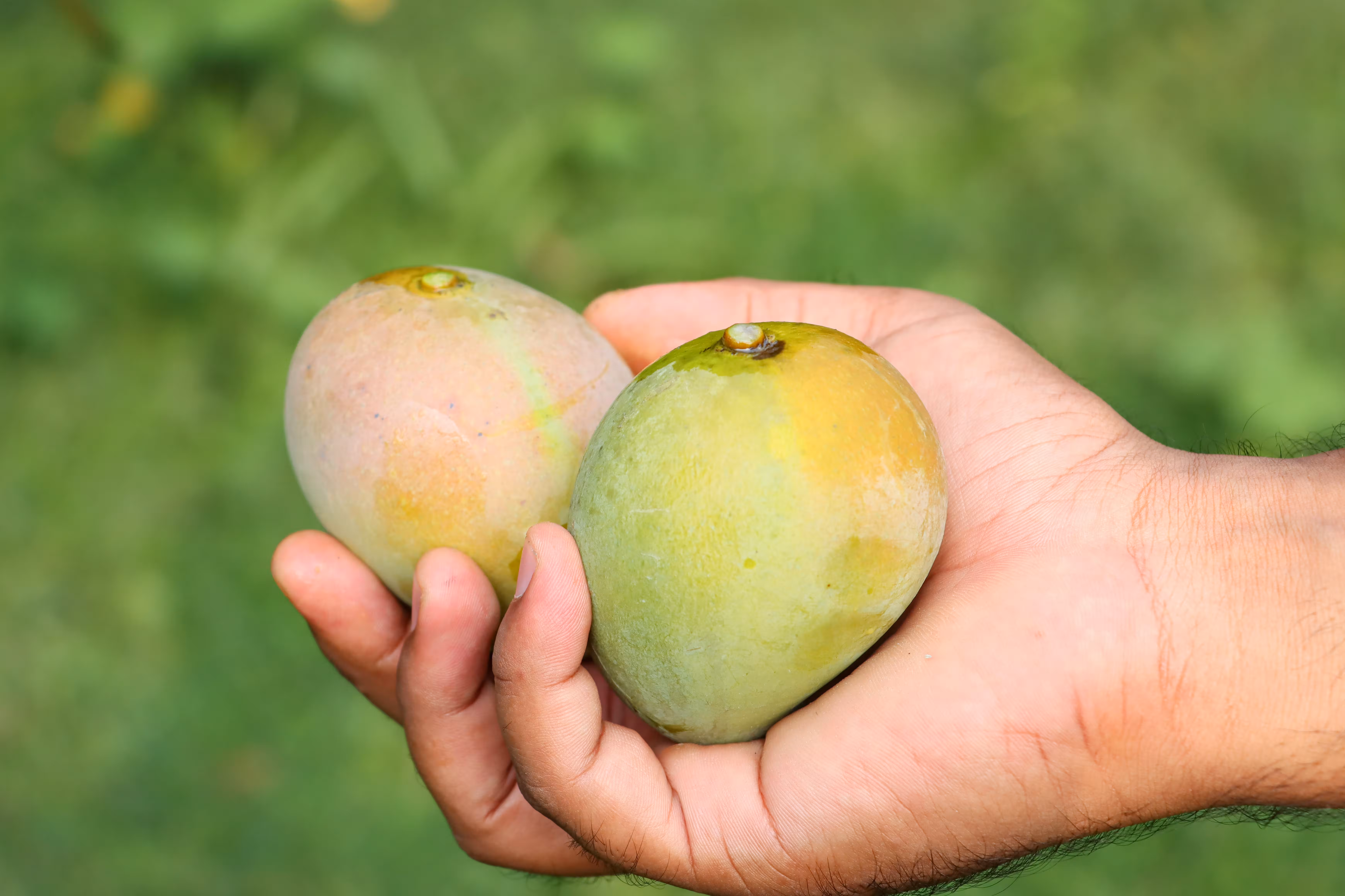 Alphonso Mango Eco